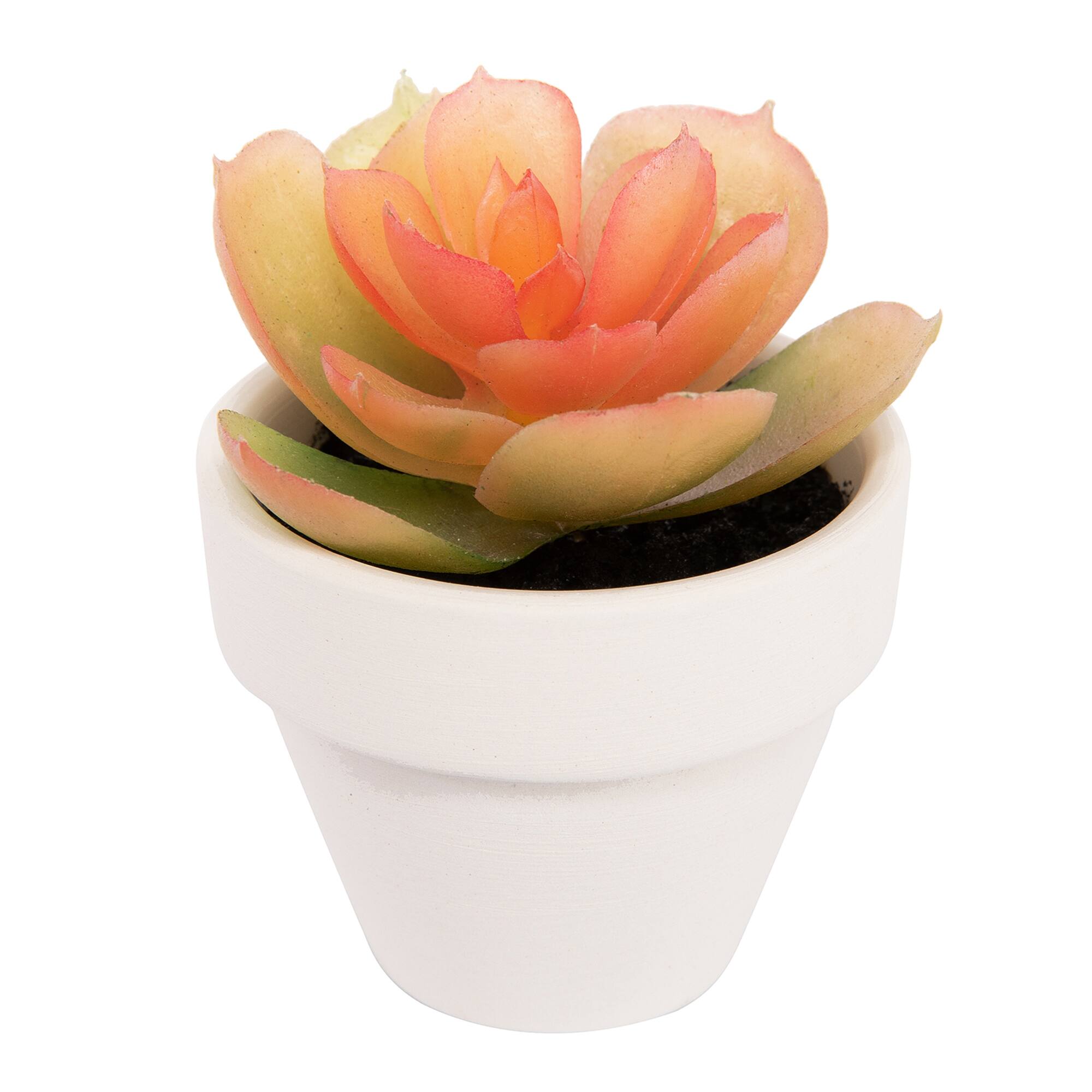 Pink Green Potted Micro Succulent by Ashland®